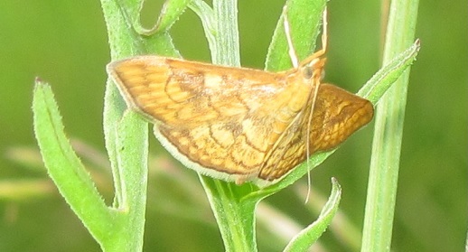 Anania verbascalis? S